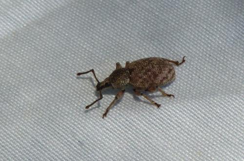 Otiorhynchus sp.